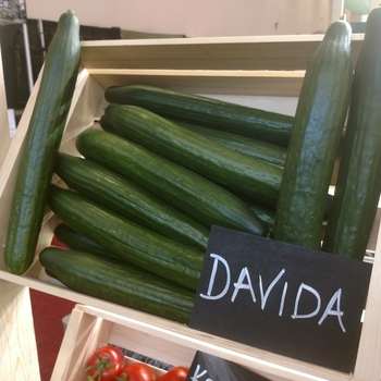 Cucumis sativus 'Davida'