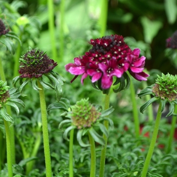 Scabiosa atropurpurea 'Royal Ruby'