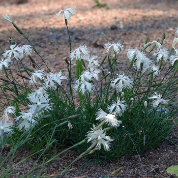 Dianthus arenarius