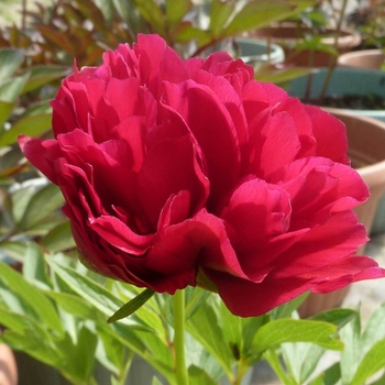 Paeonia officinalis 'Rubra Plena' 