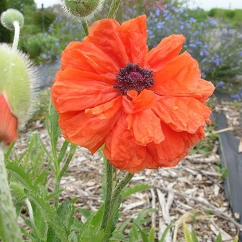 Papaver orientale 'Double Red Shades' 