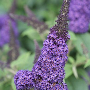 Buddleia 'Pugster Blue®'