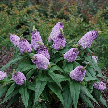 Buddleia Pugster® Amethyst