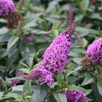 Buddleia 'Pugster Periwinkle®'