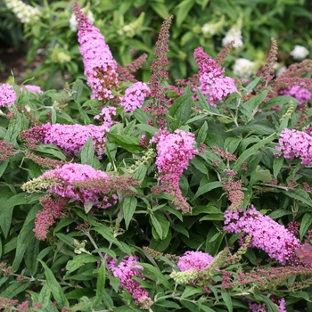 Buddleia 'Pugster Pink®'