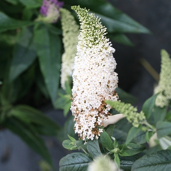 Buddleia 'Pugster White®'