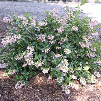 Escallonia 'Albert Burkwood' 