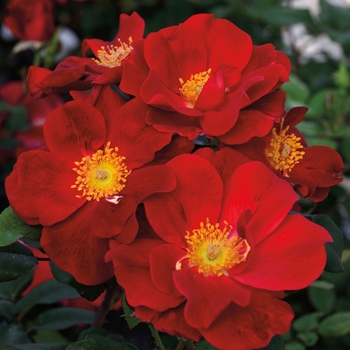 Rosa 'Wekmoridahor' PPAF