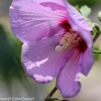 Hibiscus 'Resi' PPAF