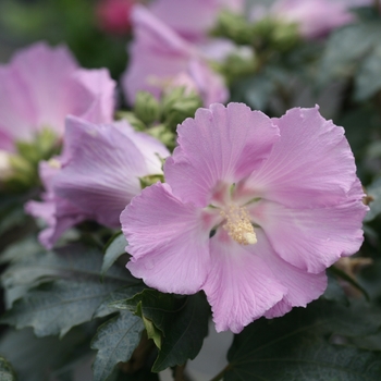 Hibiscus 'Pollypetite®'