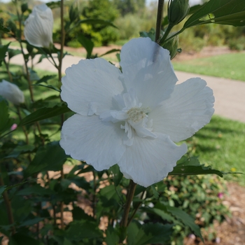 Hibiscus syriacus 'Gandini van Aart' 