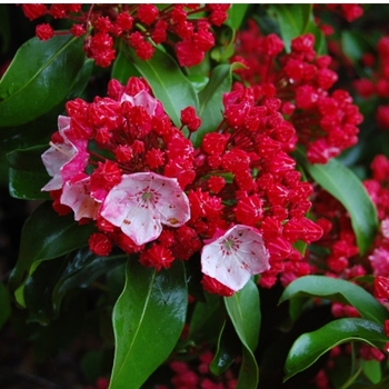 Kalmia latifolia 'Firecracker' 