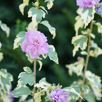 Hibiscus syriacus 'Sugar Tip® Gold'