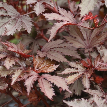 Hibiscus acetosella 'Mahogany Splendor' 