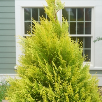 Thuja plicata 'Fluffy®'