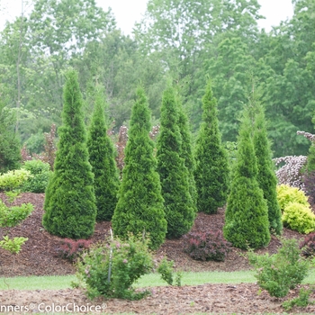 Thuja occidentalis 'North Pole®'