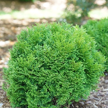 Thuja occidentalis 'SMNTOBAB' PP30761, Can PBRAF