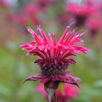 Monarda 'Colrain red' 