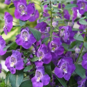 Angelonia angustifolia 'Blue' 