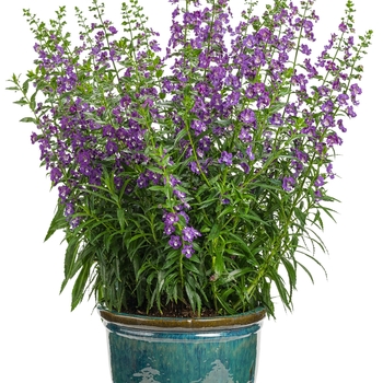 Angelonia angustifolia Angelface® 'Super Blue'