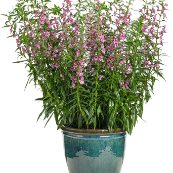 Angelonia 'Super Pink' 