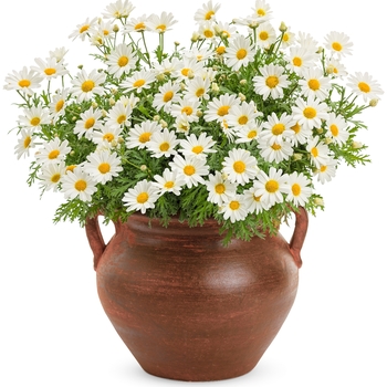 Argyranthemum frutescens 'Pure White Butterfly®'