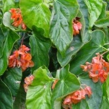 Begonia 'Orange Rubra' 