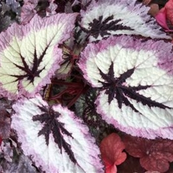 Begonia rex-cultorum 'Harmony's Fire Woman' 