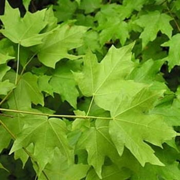 Acer leucoderme