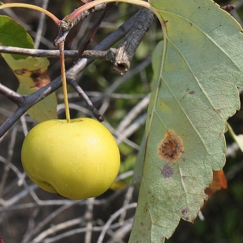 Malus coronaria