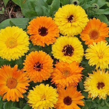 Calendula officinalis 'Pacific Beauty Mix' 