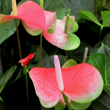 Anthurium 'Rose Blush' 