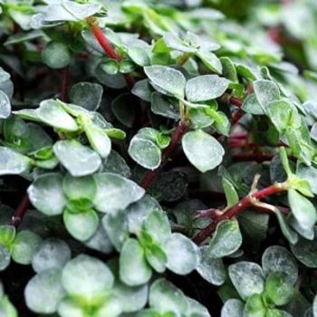 Pilea glauca