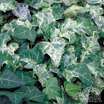 Hedera helix 'Gold Dust' 