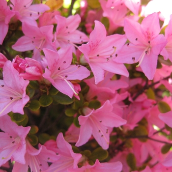 Rhododendron Girard hybrid 'Girard's Christina' 