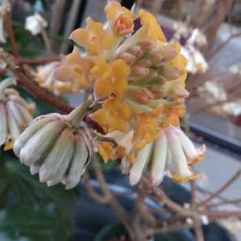 Edgeworthia papyrifera