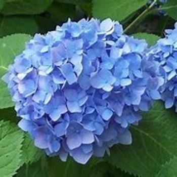 Hydrangea macrophylla 'Glory Blue' 