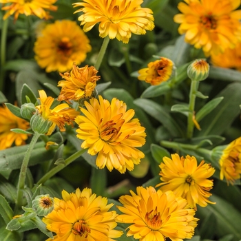 Calendula officinalis 'Orange' kercaldiva PPAF