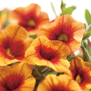 Calibrachoa Superbells® 'Apricot Punch'