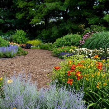 Heliopsis helianthoides 'Tuscan Gold™'