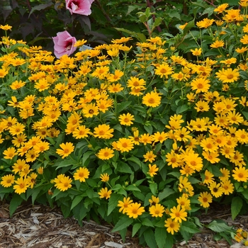 Heliopsis helianthoides 'Tuscan Sun' 