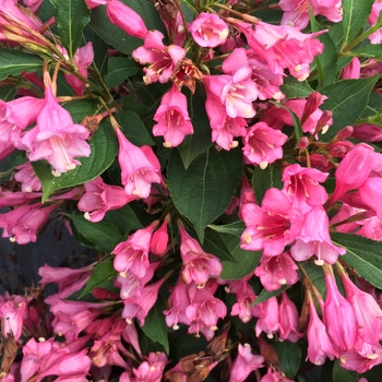 Weigela florida 'Czechmark Twopink®'