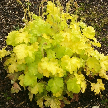 Heuchera 'Lemon Chiffon' PP19033