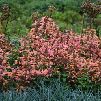 Agastache 'Mango Tango'