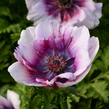 Anemone coronaria 'Wine White Bicolor' 