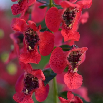 Angelonia angustifolia Archangel™ 'Cherry Red'