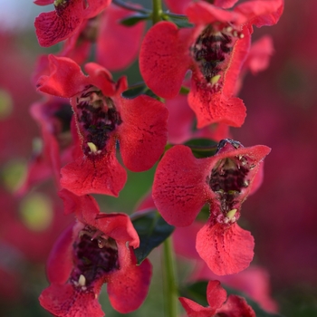 Angelonia angustifolia 'Cherry Red' 