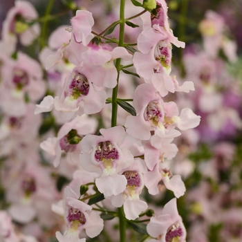 Angelonia angustifolia 'Light Pink' 