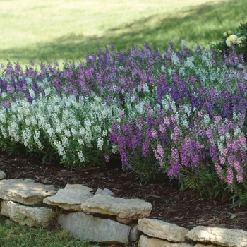 Angelonia angustifolia 'Mix' 