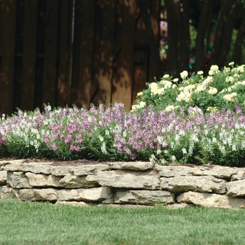 Angelonia angustifolia Serena® '' (118647)